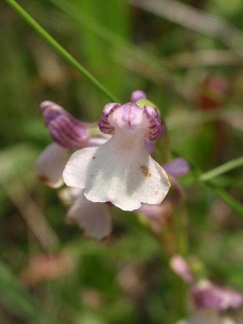 Escursione orchidofila nelle Langhe  (15 maggio)